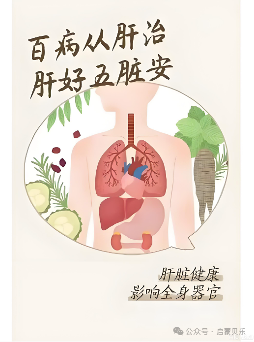 【启蒙贝乐专业调养分享】百病从肝治，肝好五脏安